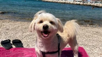 Mokre nju&scaron;kice i vruće &scaron;apice: Pogledajte pse na&scaron;ih čitateljica kako osvajaju plaže