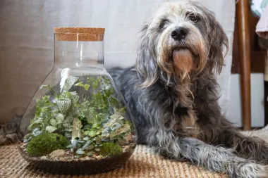 Ove biljne terarije želimo svaki dan, a ne samo za Uskrs